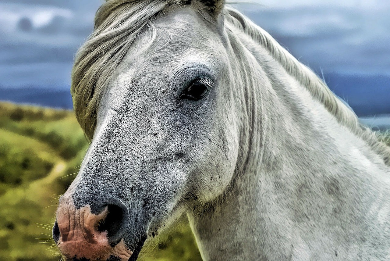 horse head animal portrait free photo