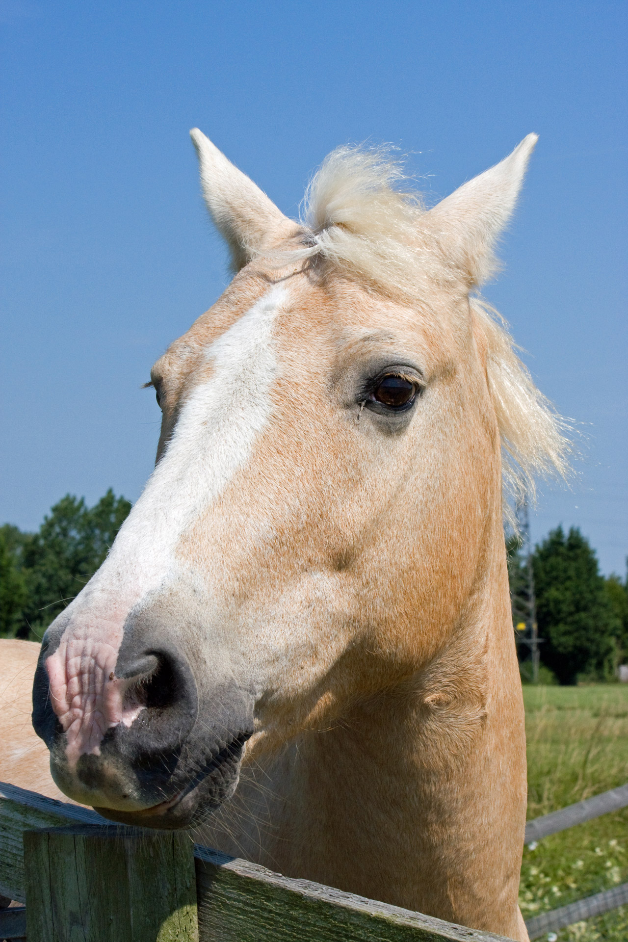 horse pony equine free photo