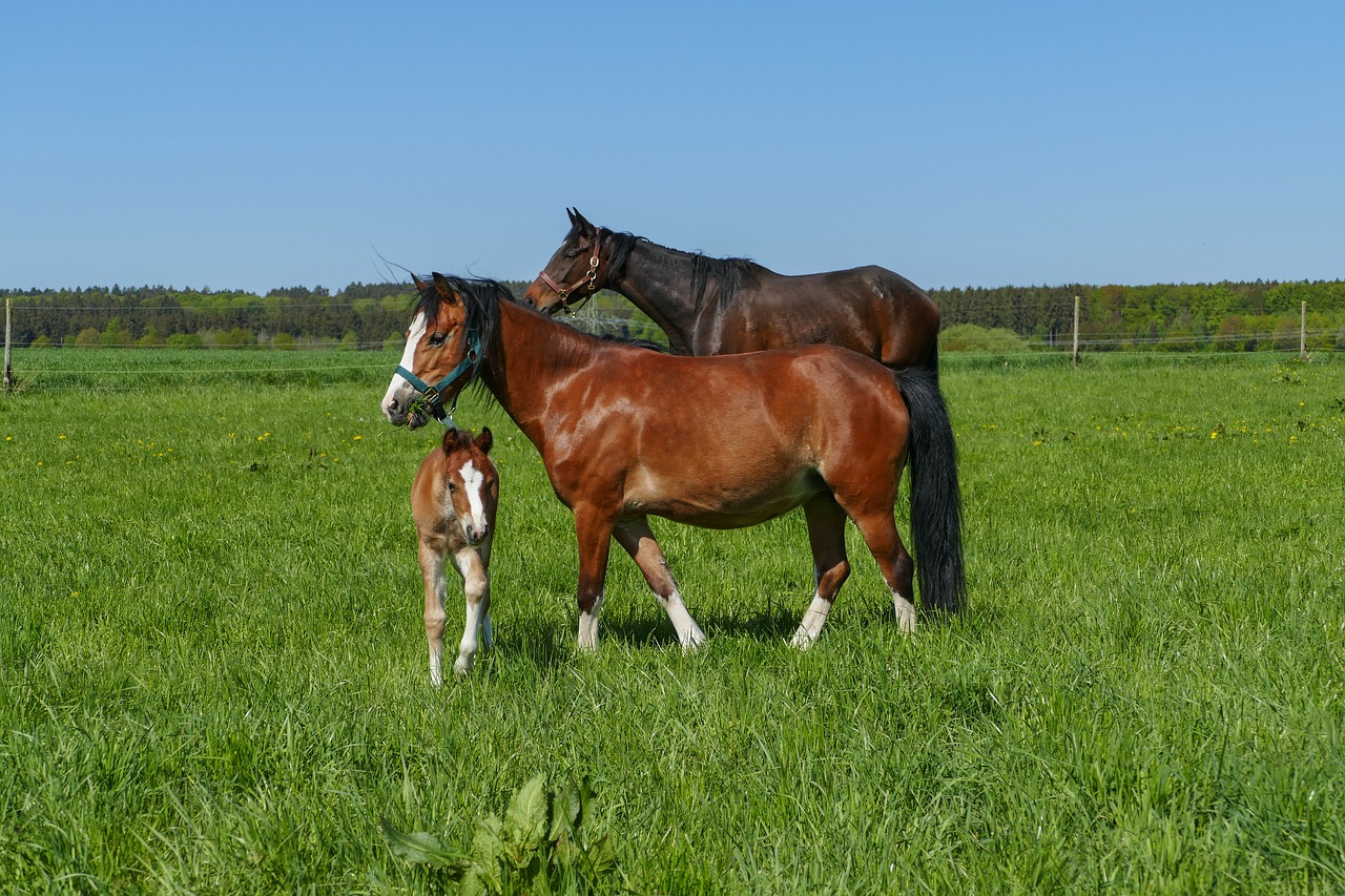 horse herd  pony filly  meadow free photo