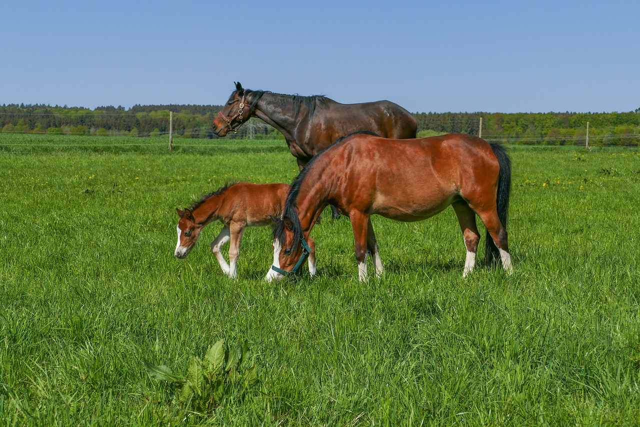 horse herd  pony filly  meadow free photo