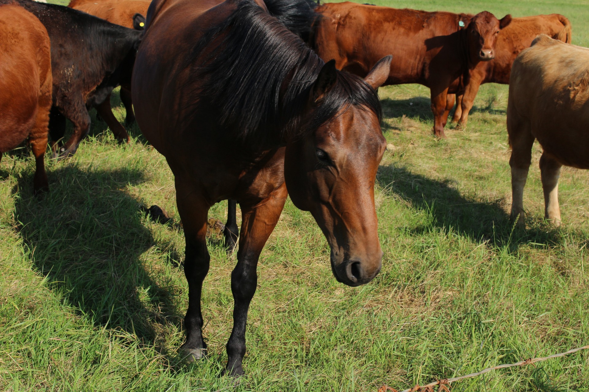 horse herd cows free photo