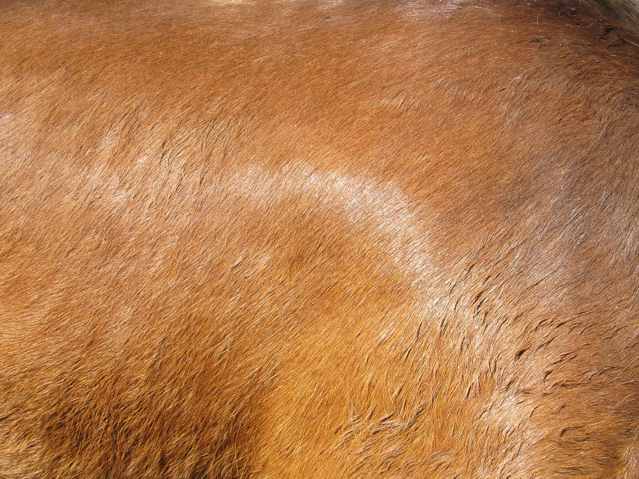 horse hide flesh coat free photo