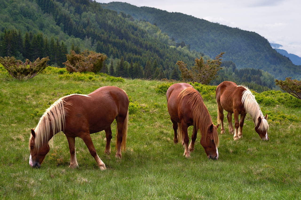 horse horses animal animals nature free photo