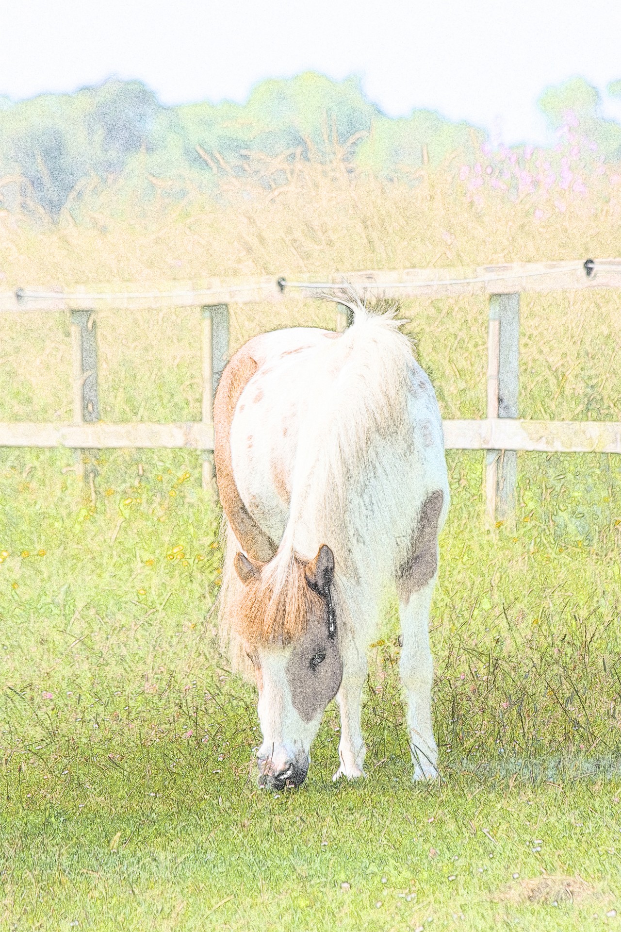 horse pony shetland pony free photo