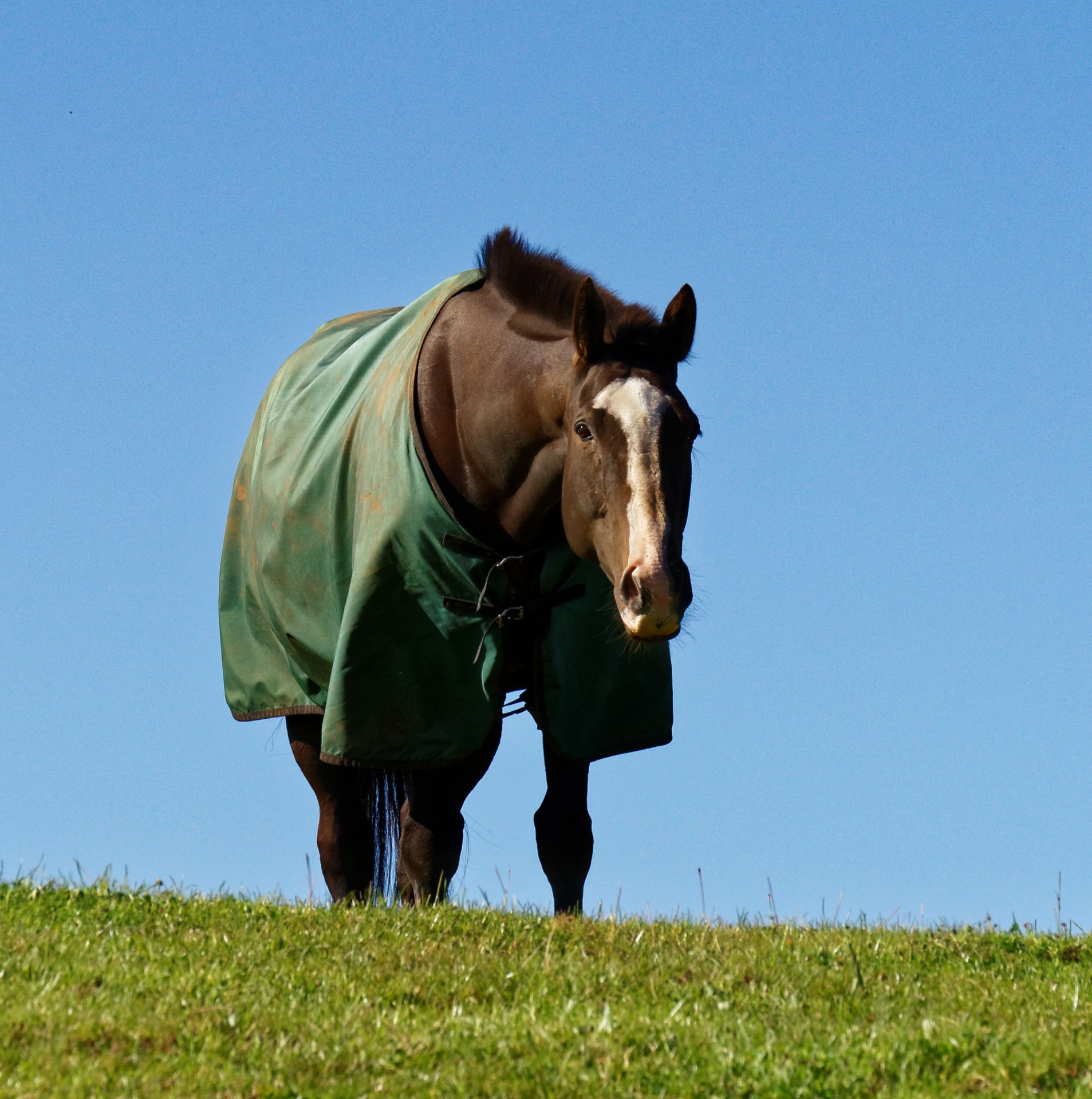 horse pasture field free photo
