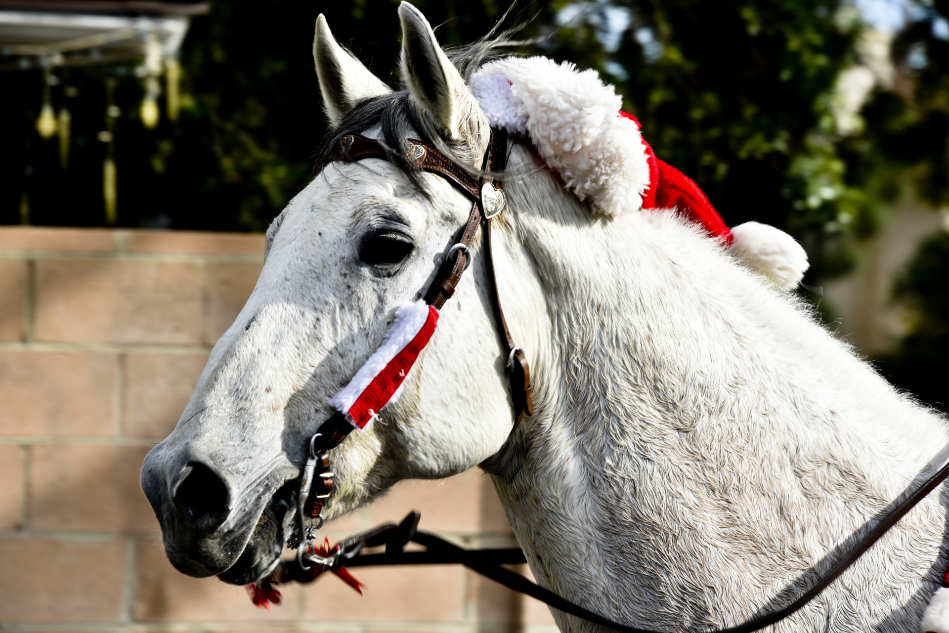 horse santa hat free photo