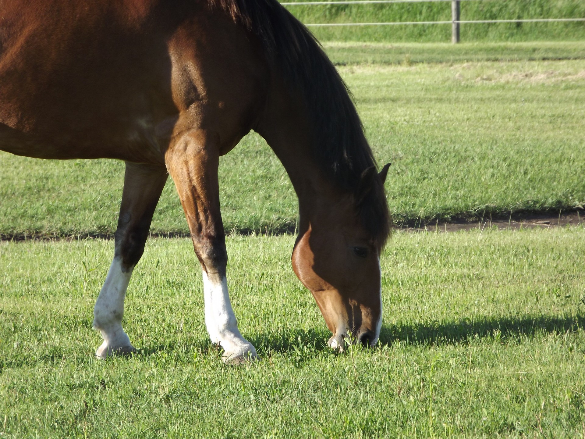 horse fence brown horse free photo