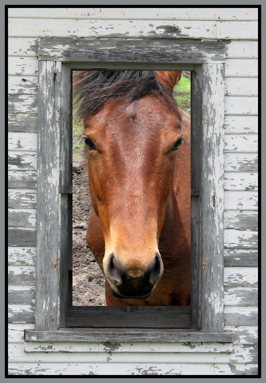 horse frame farm free photo