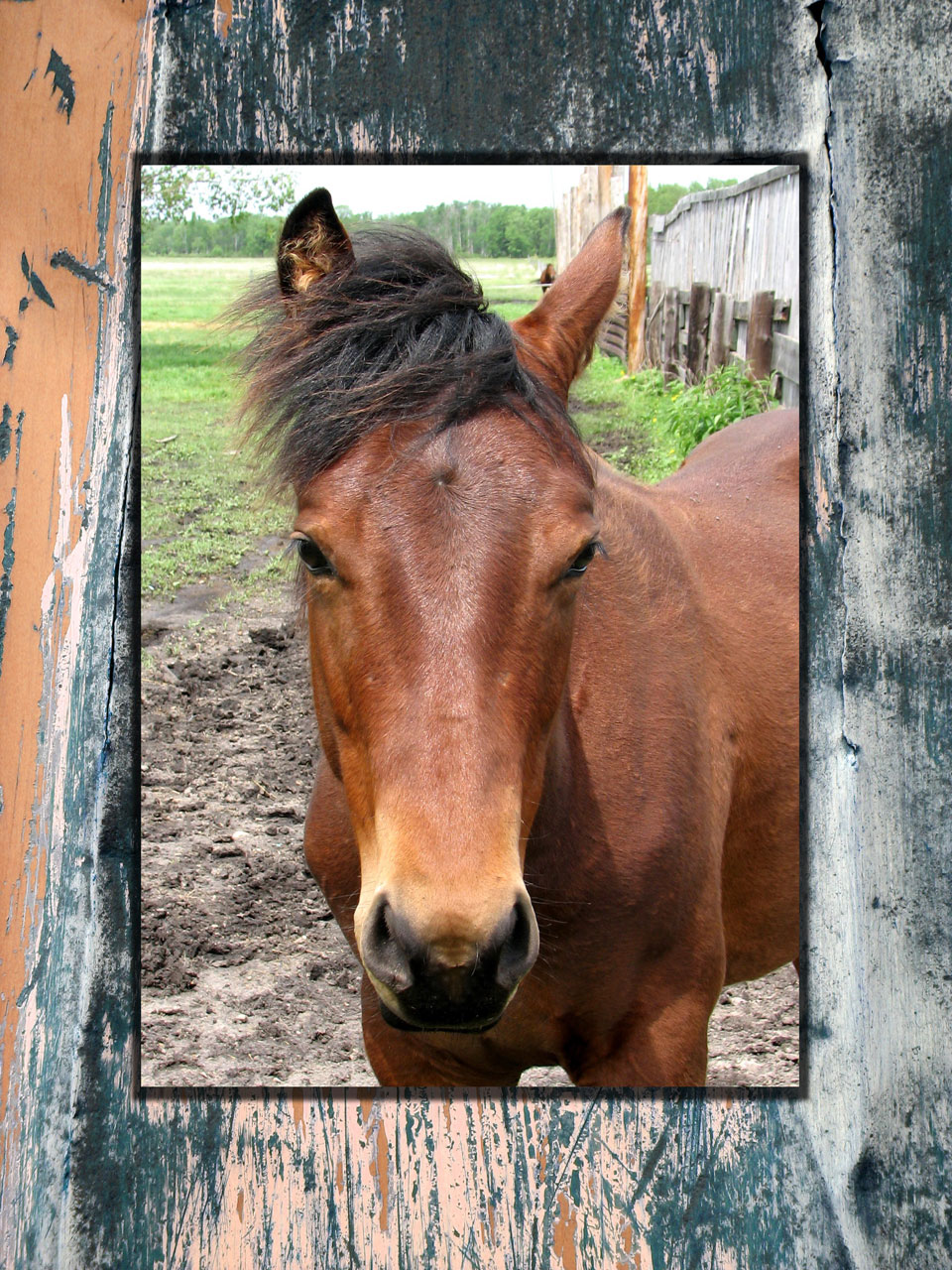 horse card western free photo