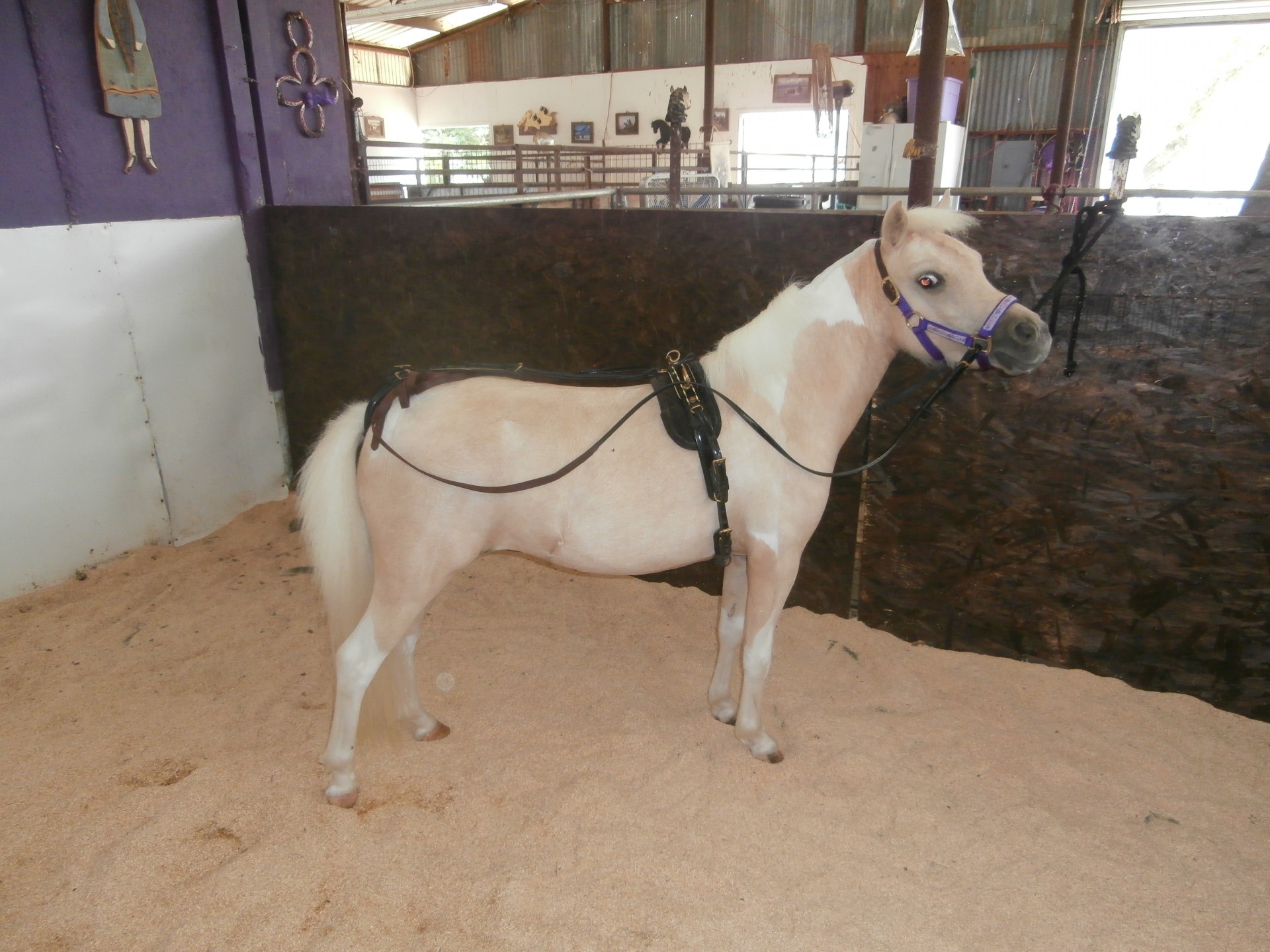 horse pony harness free photo