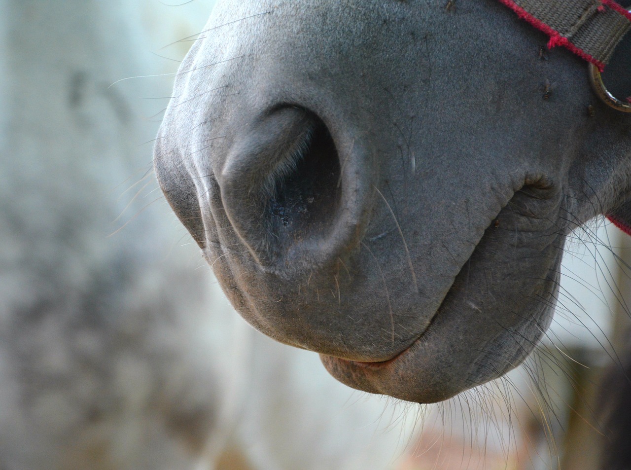 horse jaw animal horse nose free photo