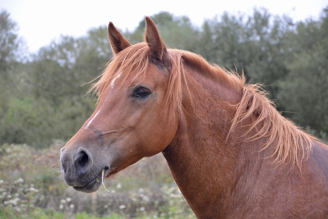 horse mare next to horse brown eyes free photo