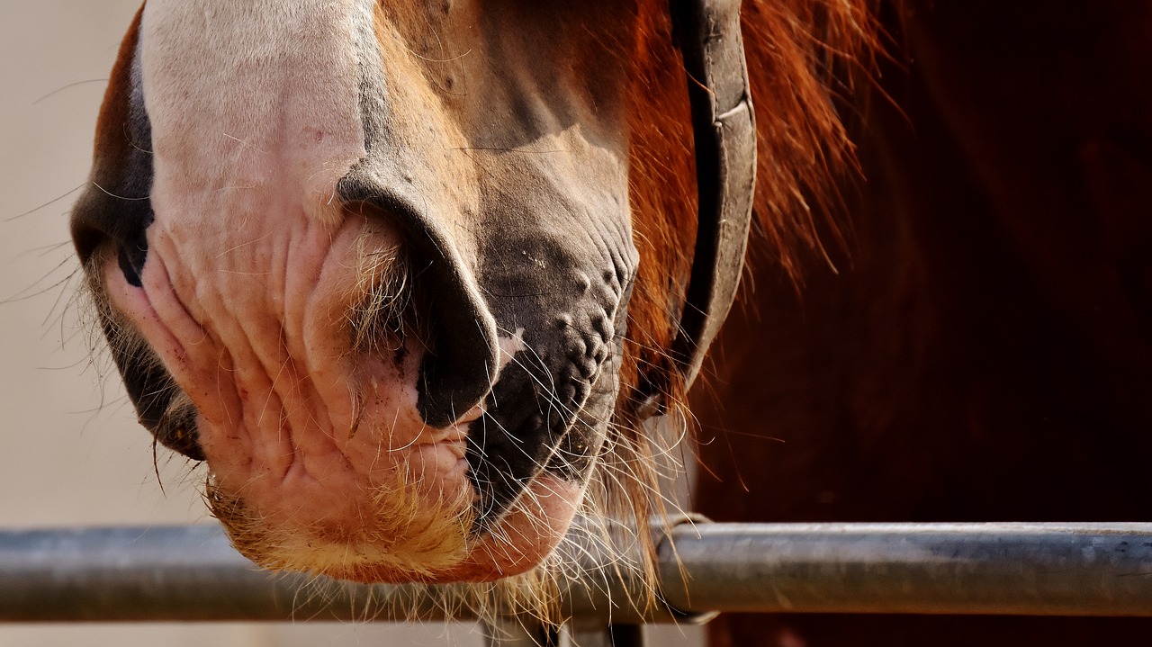 horse nose shire horse hairy free photo