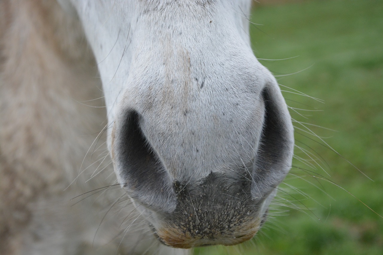 horse nostrils nostrils strong equine free photo