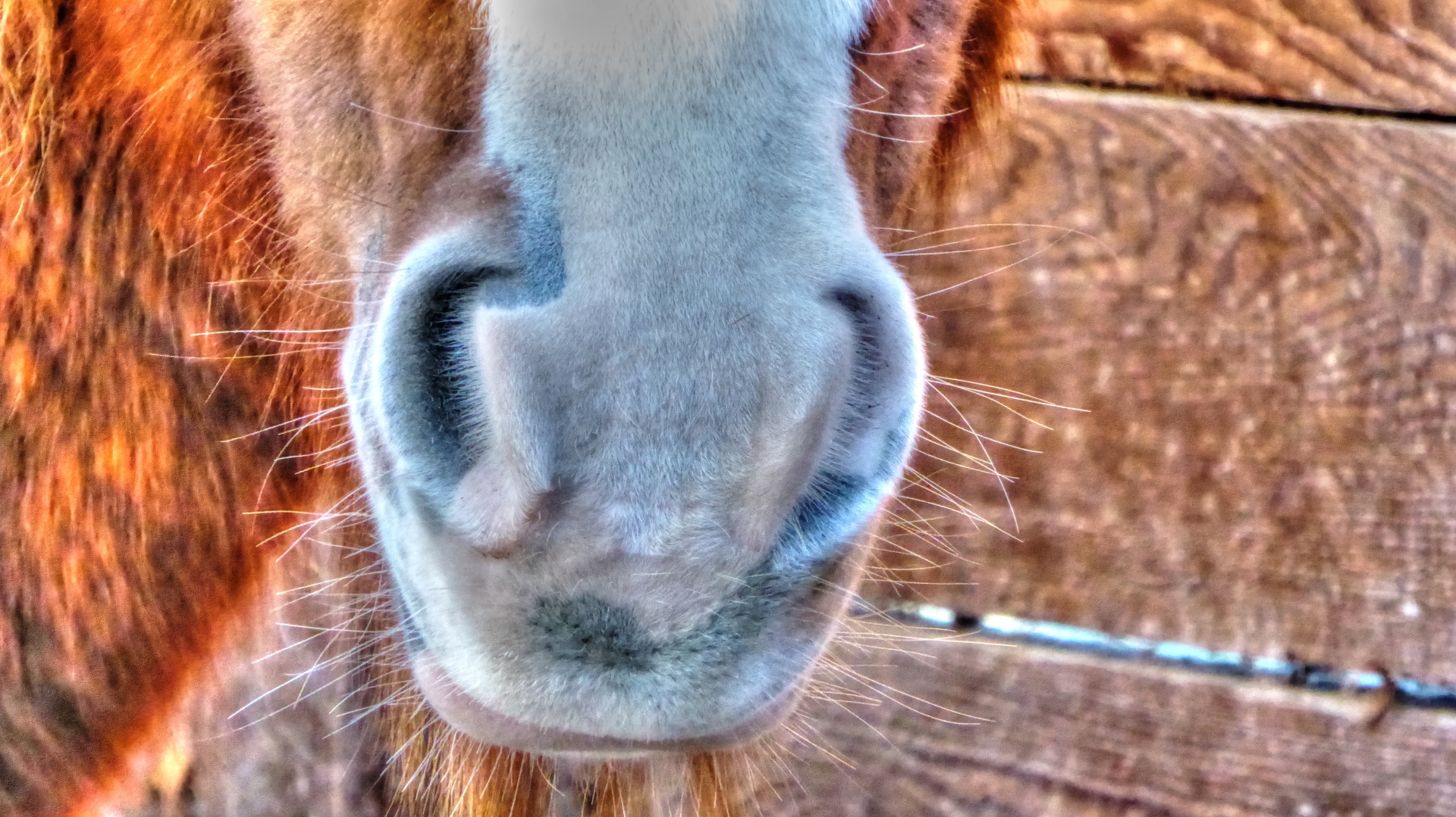 horse horses nostril free photo