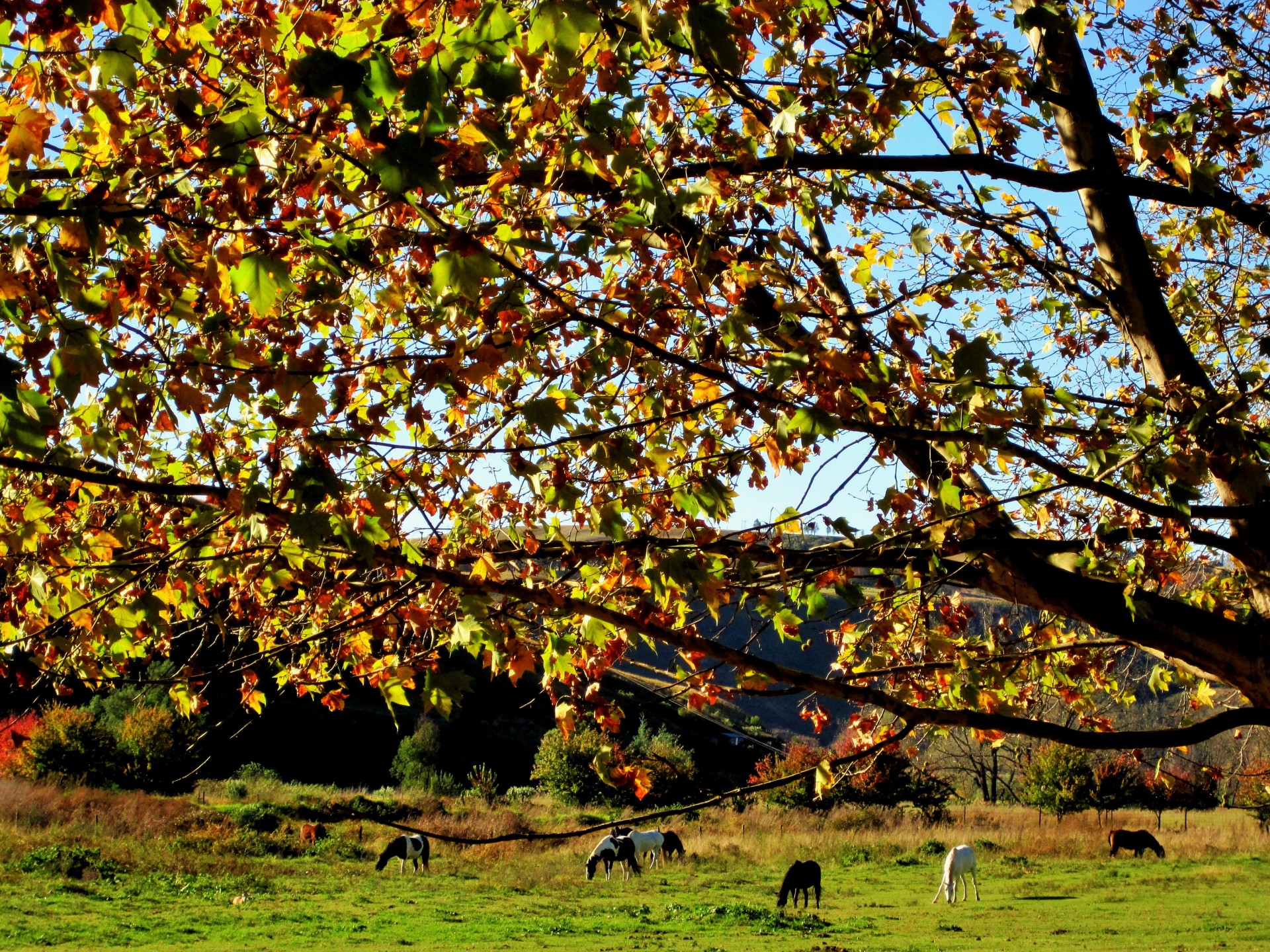 meadow green horses free photo