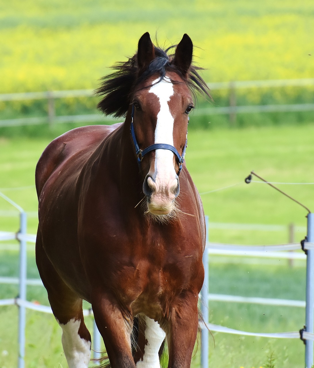 horse paddock stallion eat free photo