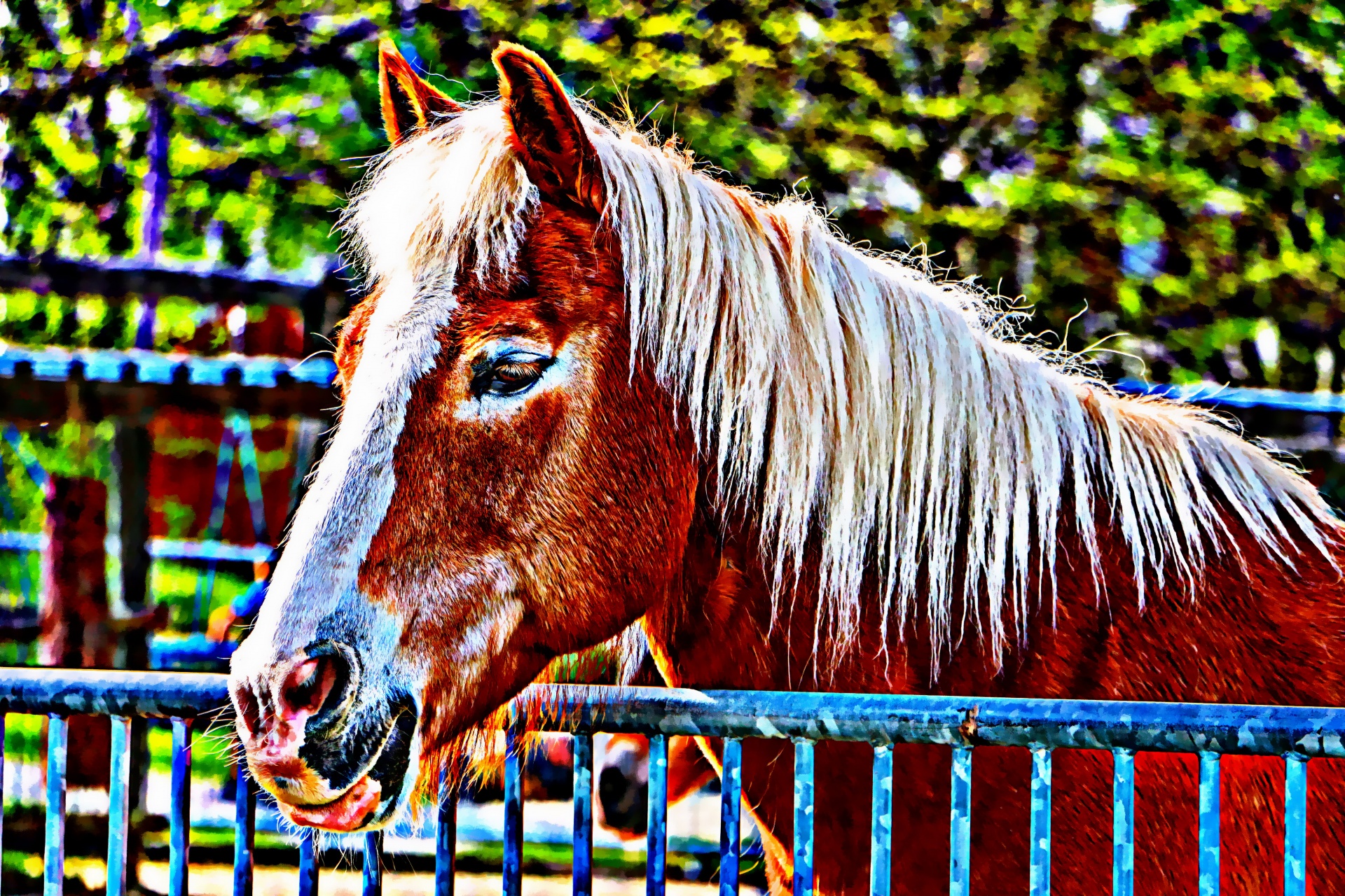 horse painting graphic painting free photo