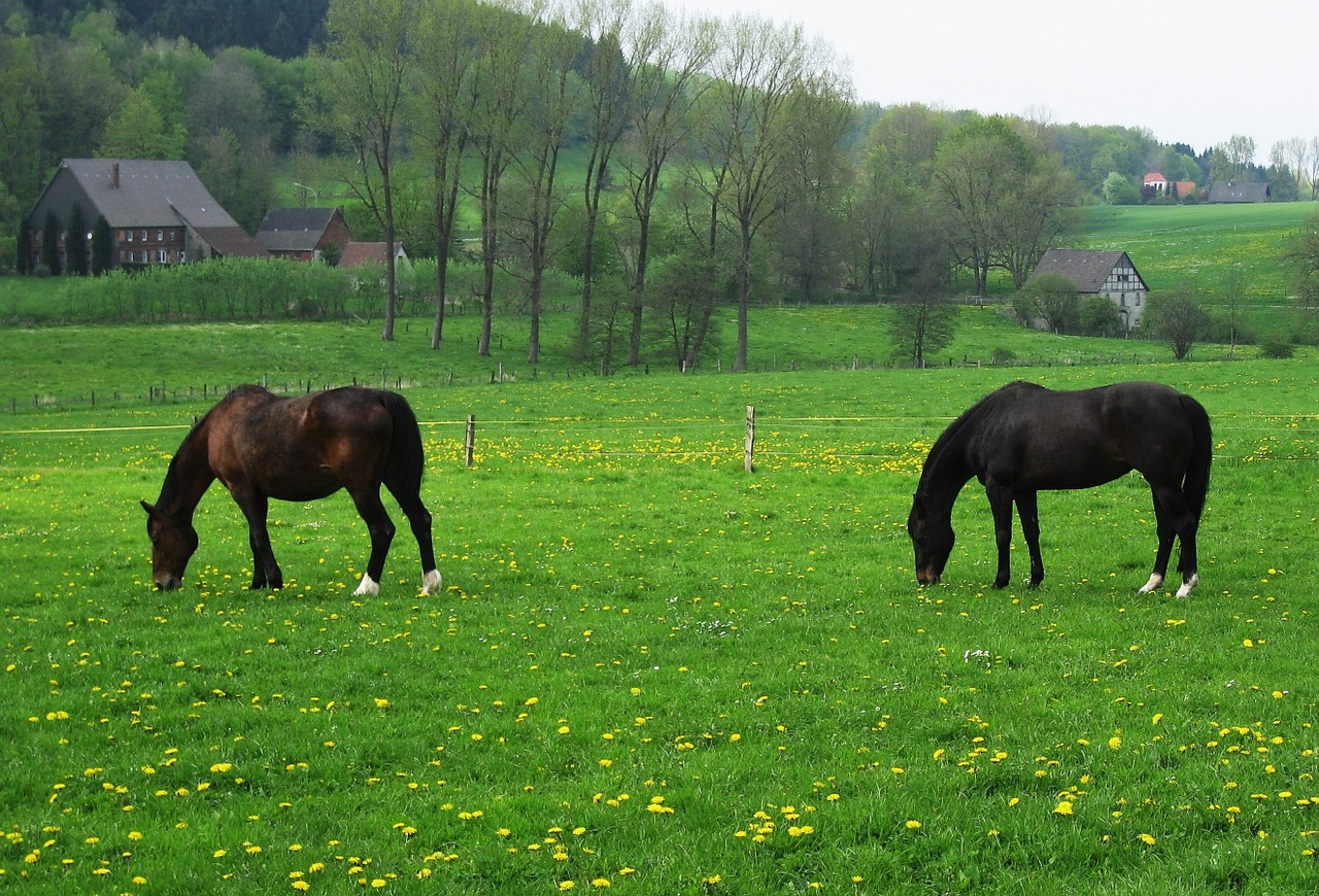 horse pasture spring meadow horses free photo