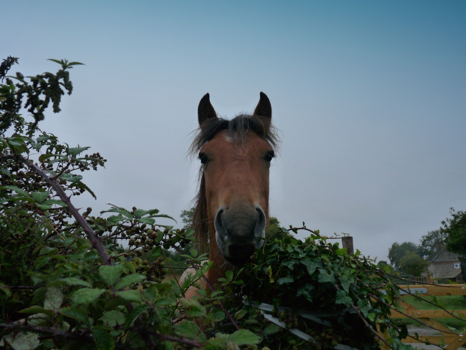 closeup friendly horse free photo