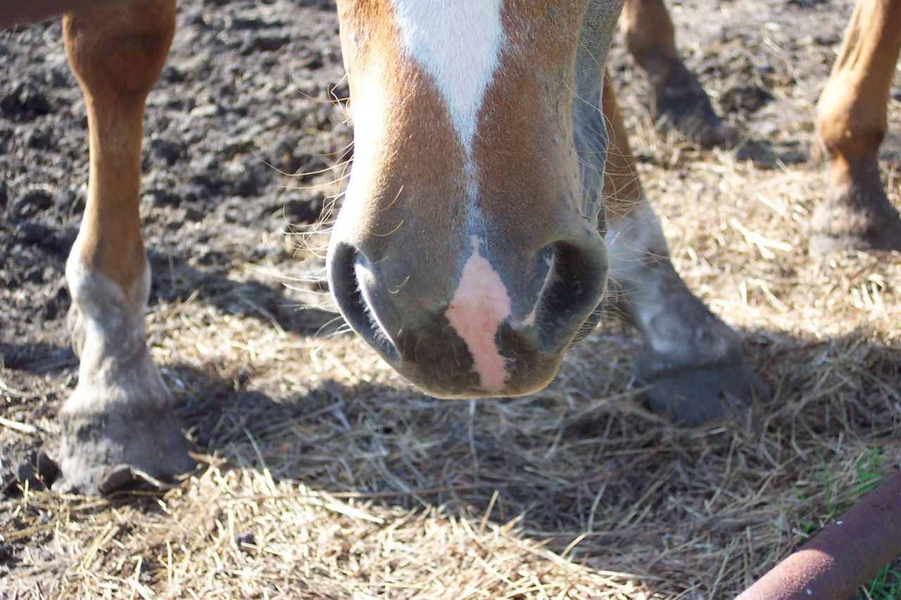 horse farm country free photo