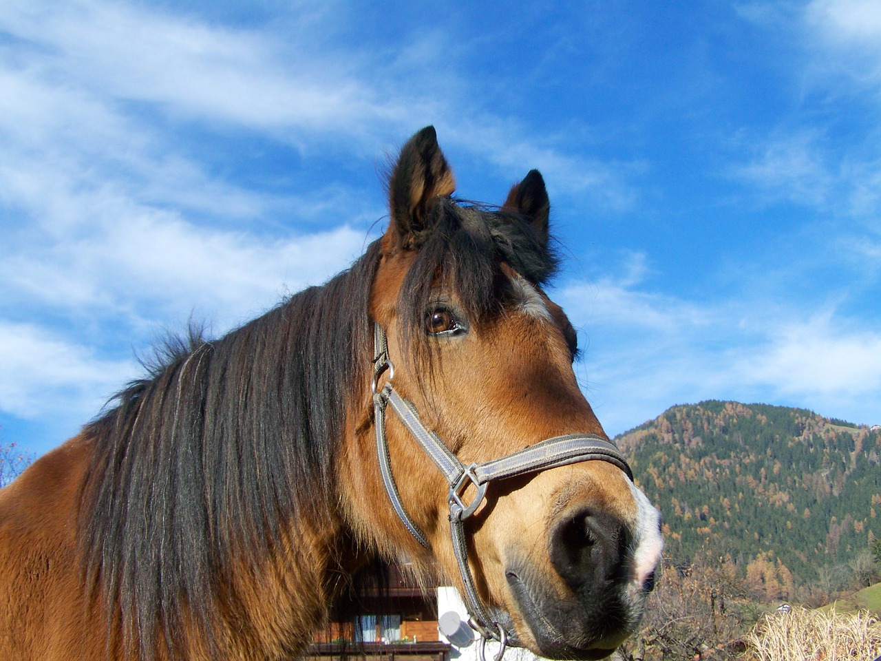 horse portrait brown horse head animal free photo