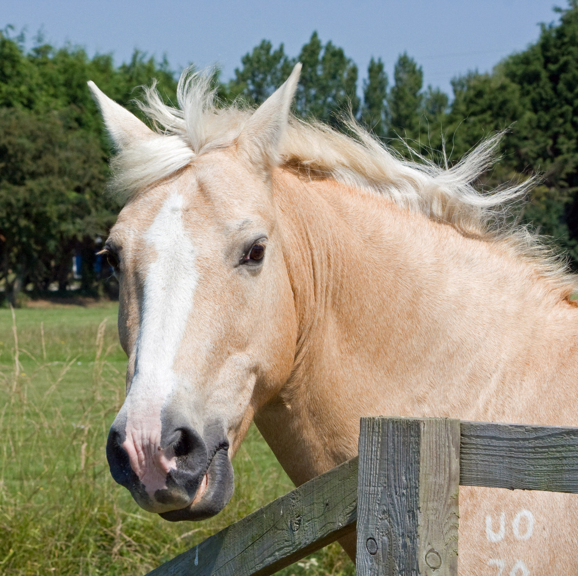 horse pony palomino free photo