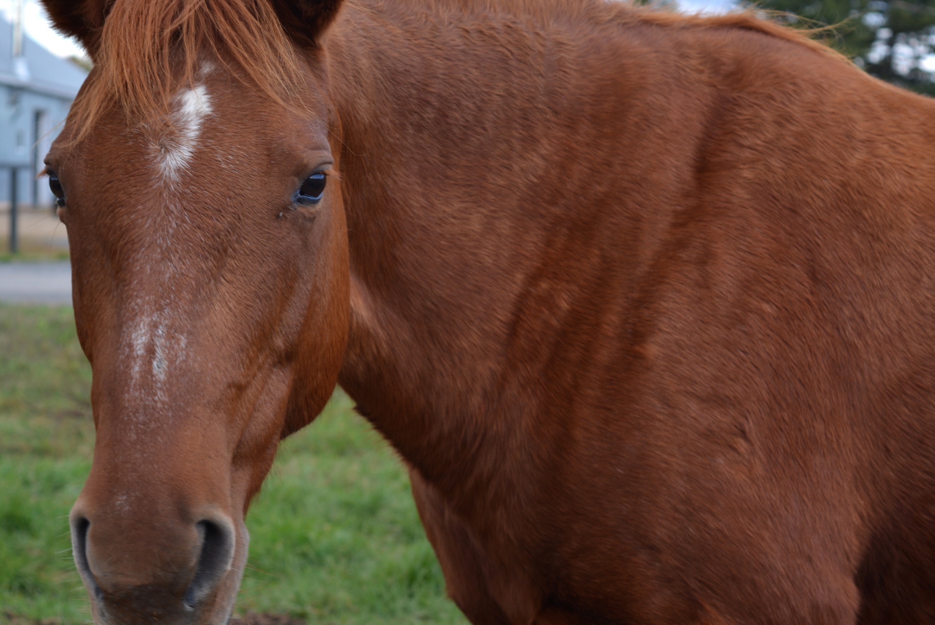 horse horses outdoor free photo