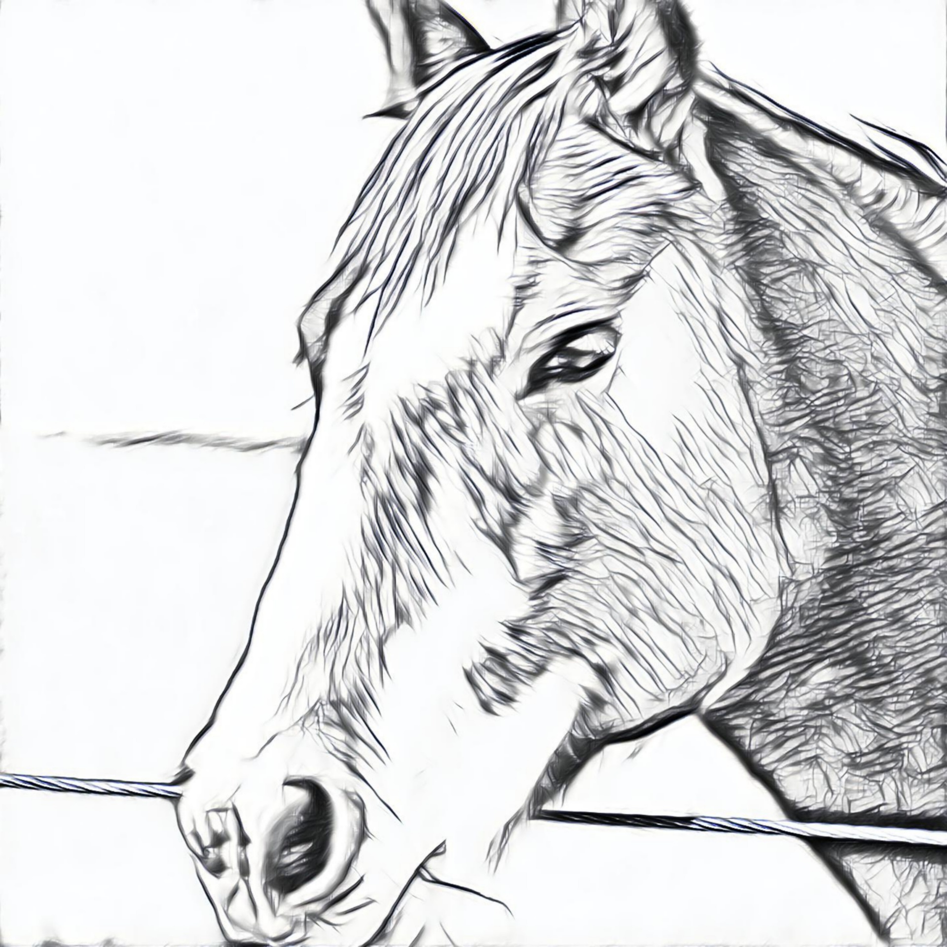 horse portrait sketch free photo