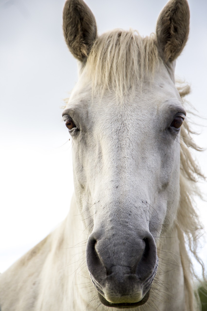 horse print white horse irish horse free photo