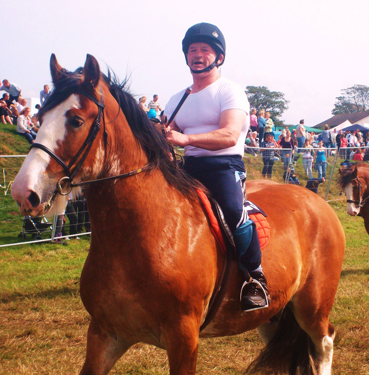 horse race clydesdale free photo