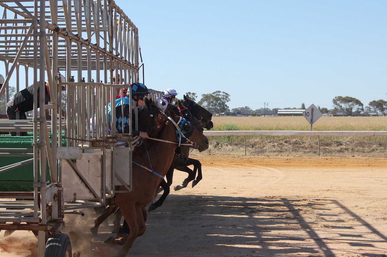 horse racing barrier jump free photo