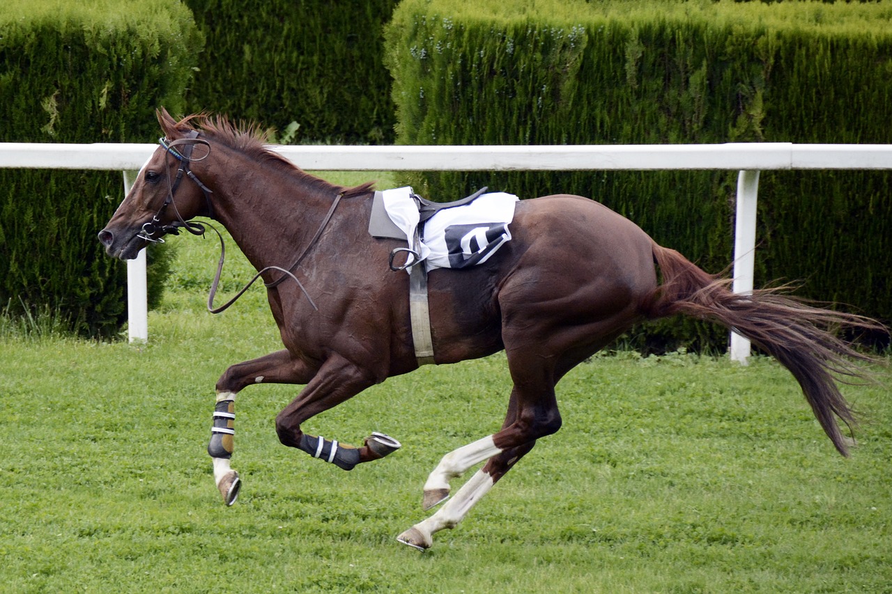 horse racing racecourse competition free photo