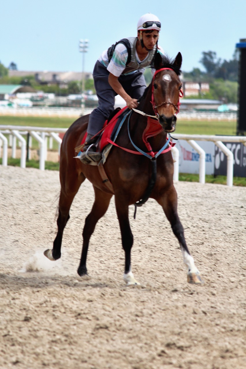horse racing horses thoroughbreds free photo