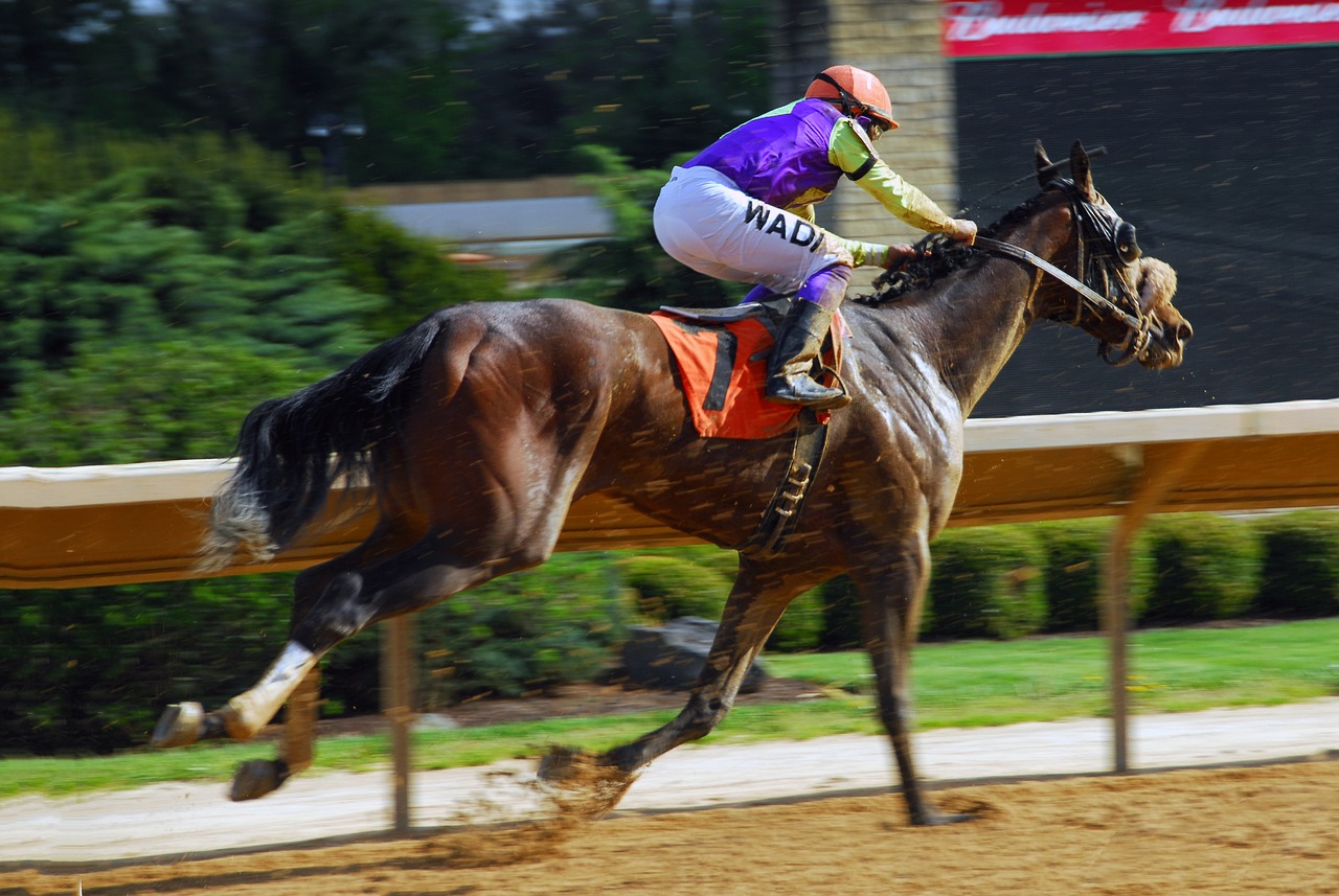 horse racing speed jockey free photo