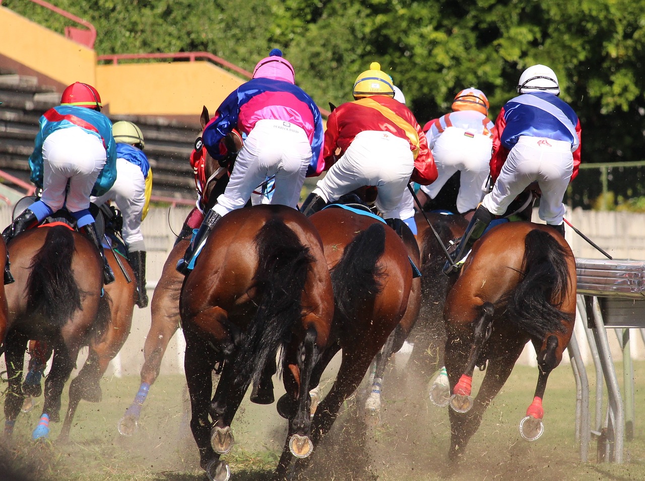 horse racing horse jockey free photo
