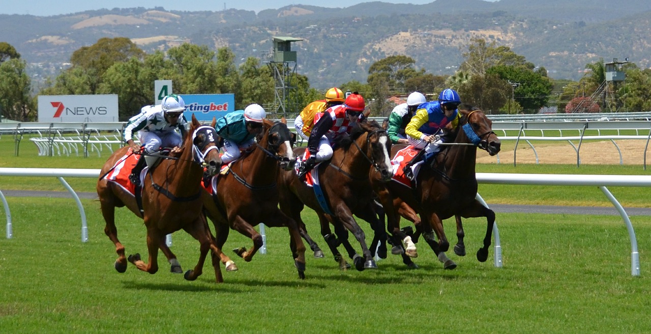 horse racing riding betting free photo