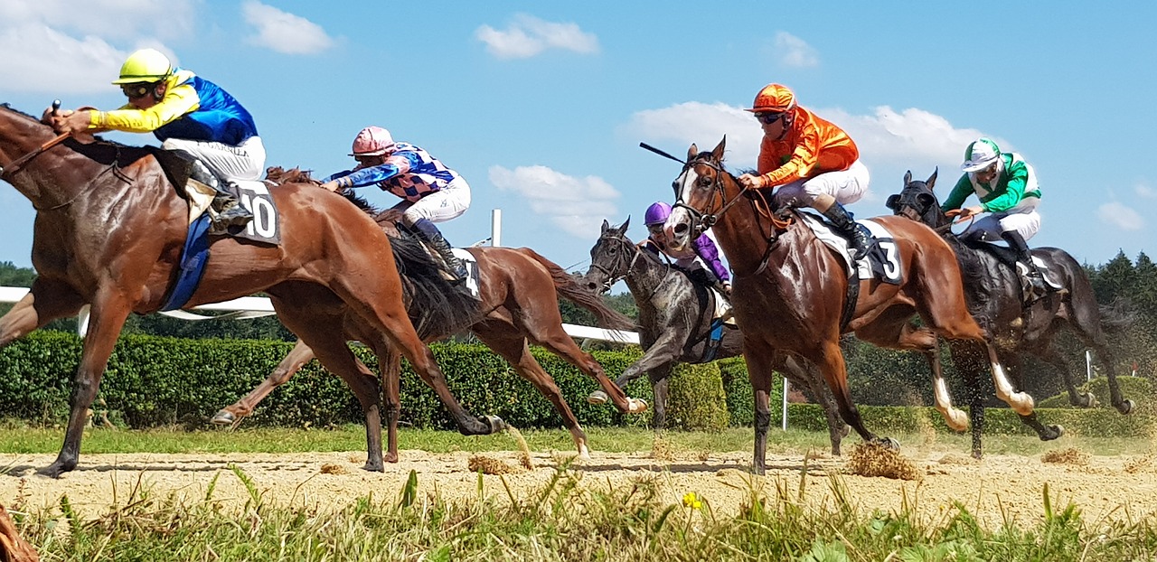 horse racing  race horses  horses free photo