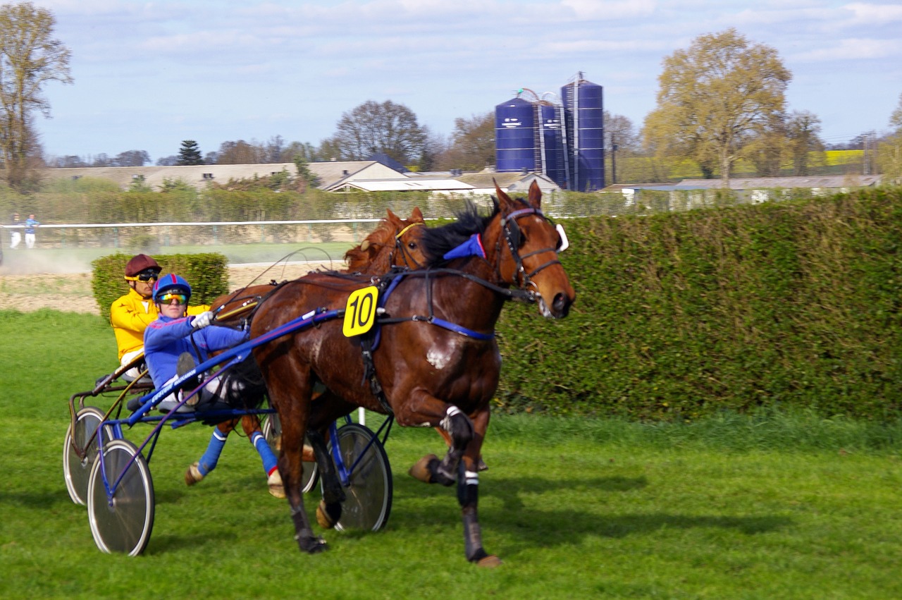 horse racing horses sports free photo