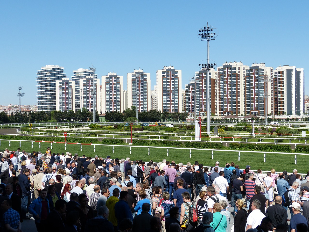 horse racing gallop sport free photo