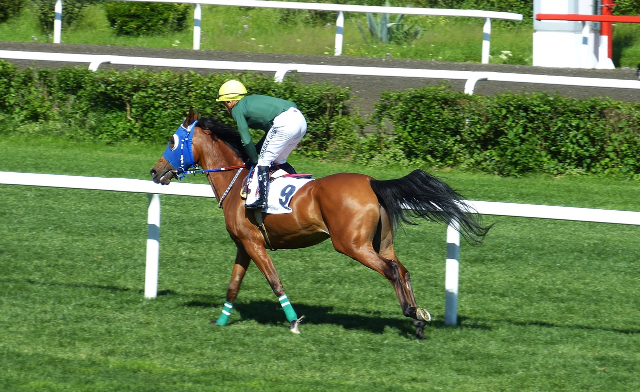 horse racing gallop sport free photo