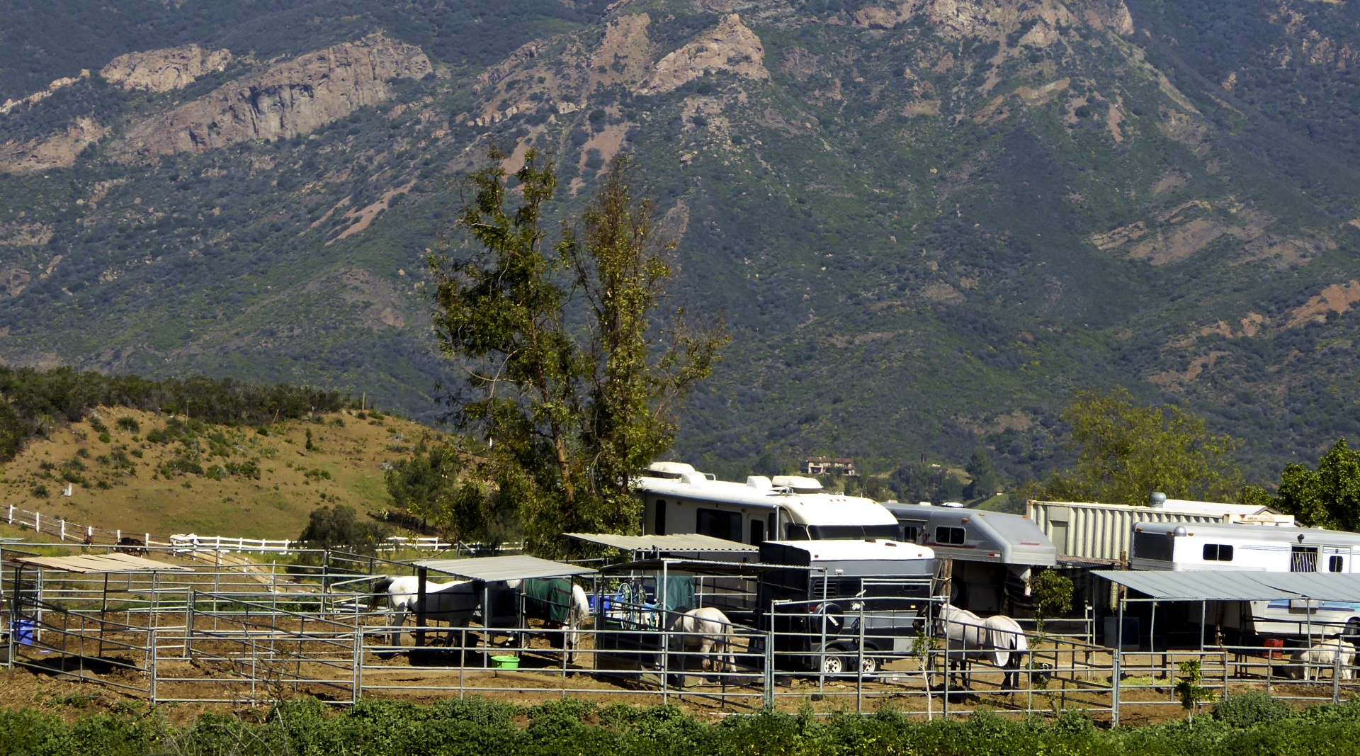 horse horses horse ranch free photo