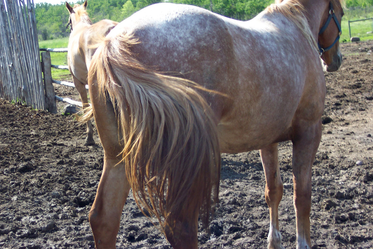 horse farm country free photo