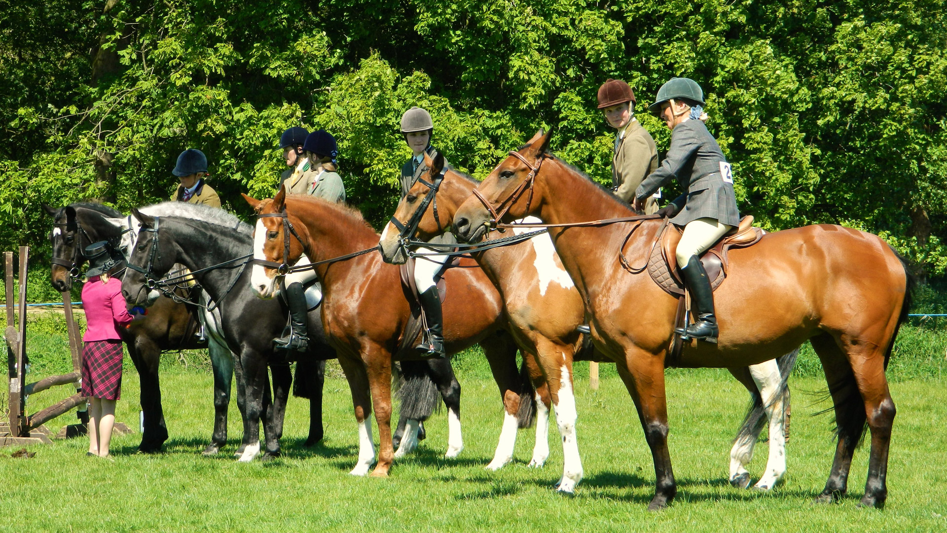 horse rider show free photo