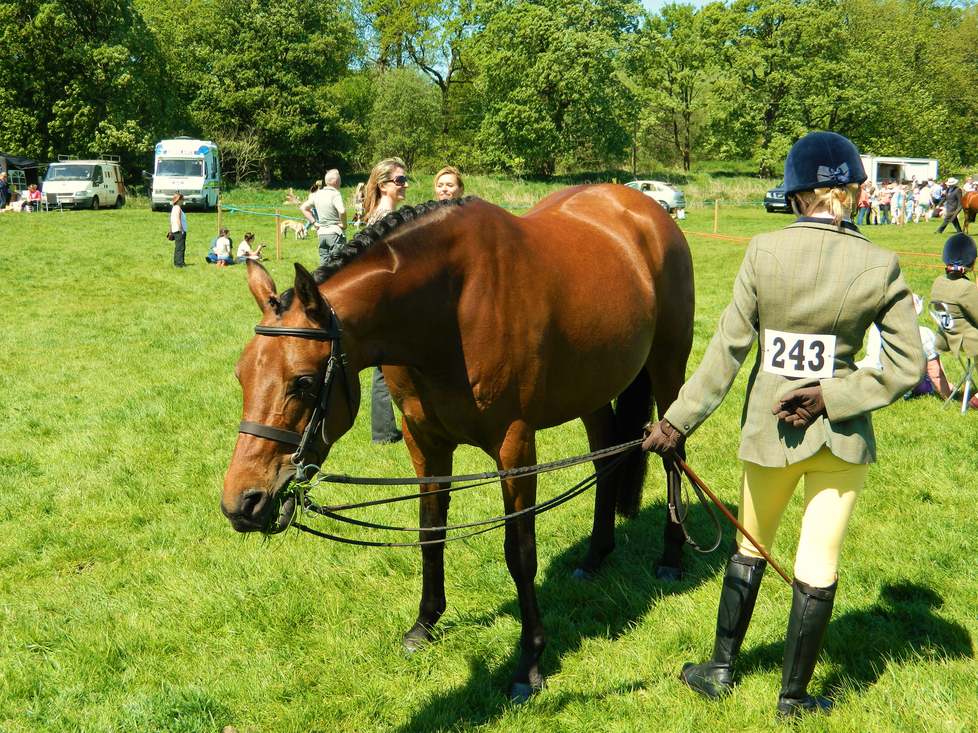 horse rider show free photo