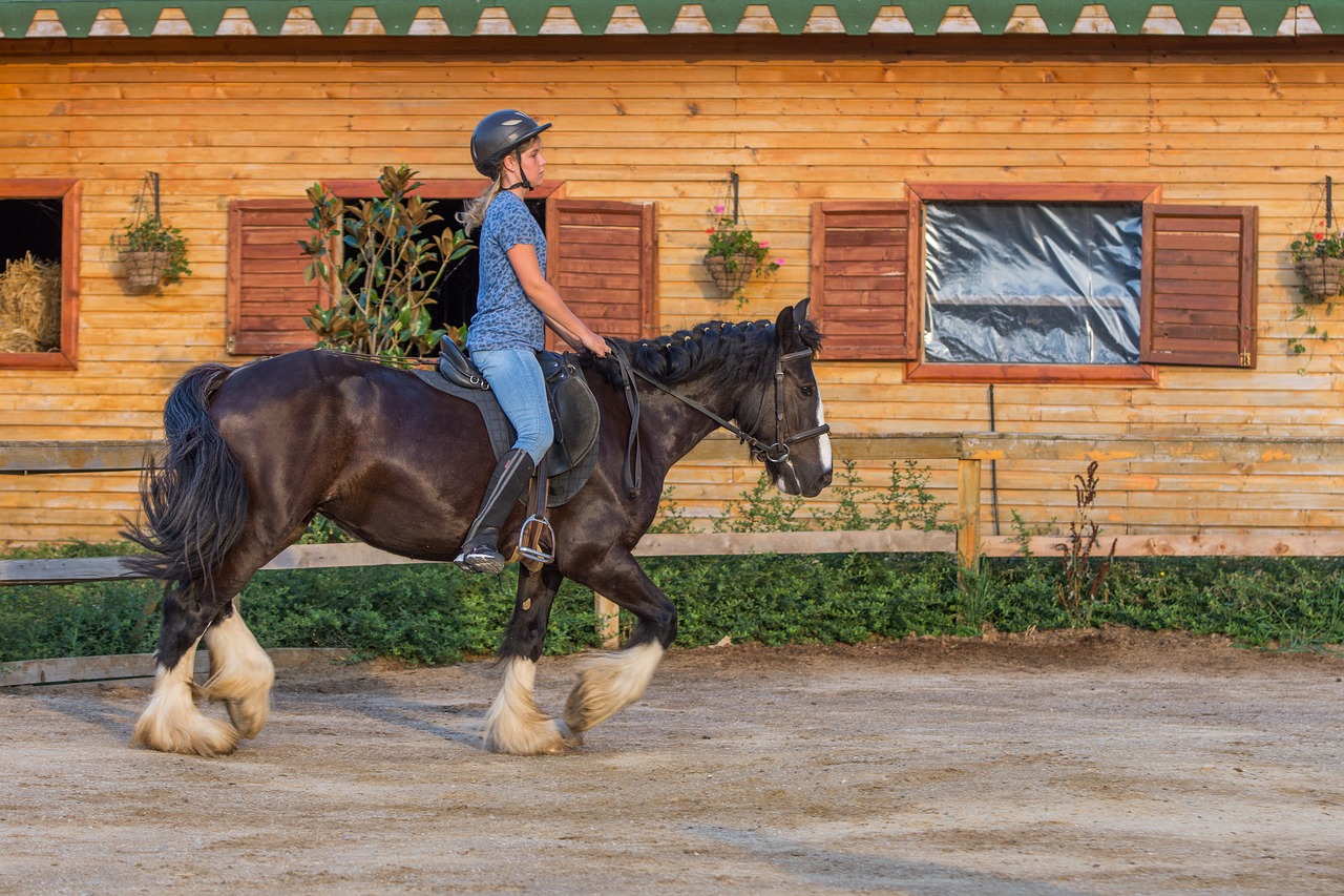 horse riding horses farm free photo