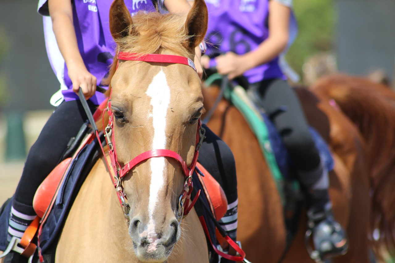 horse riding endurance pony free photo