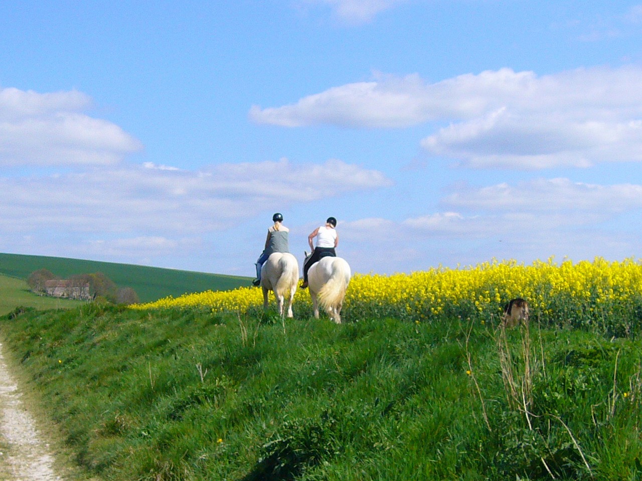 horse riding horses countryside free photo