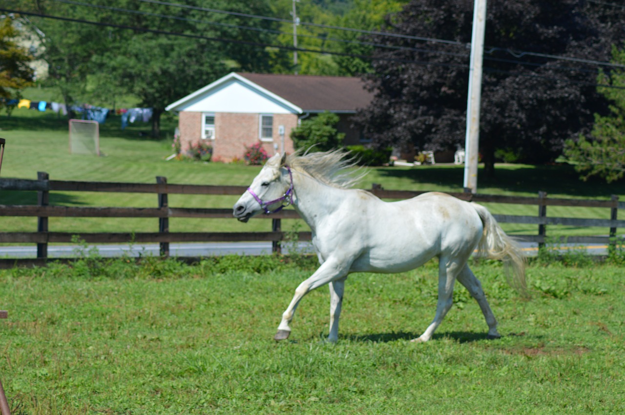 horse running running horse white horse free photo