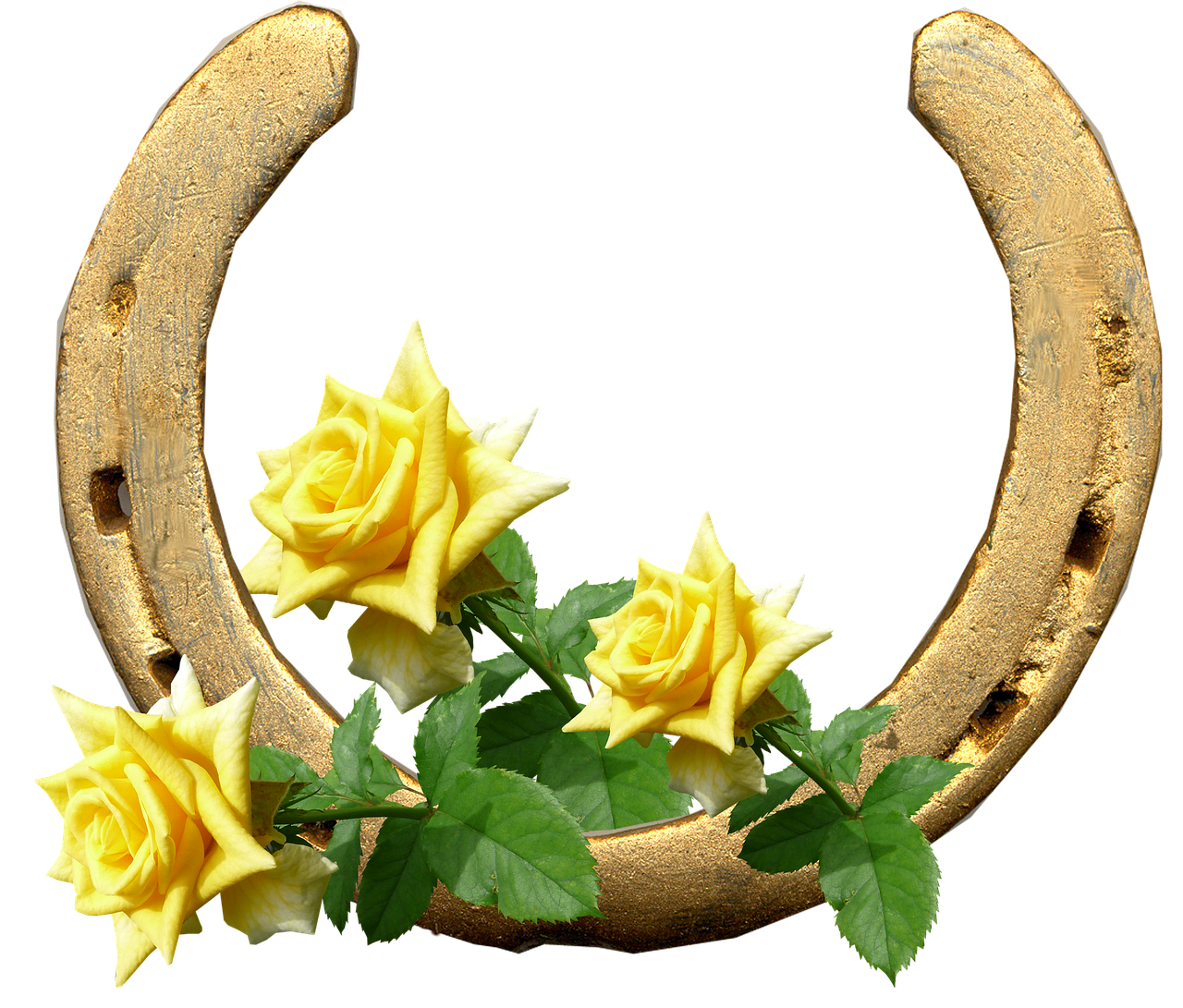 horse shoe yellow roses lucky free photo